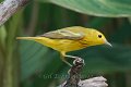 Yellow Warbler 2012-05-05_3